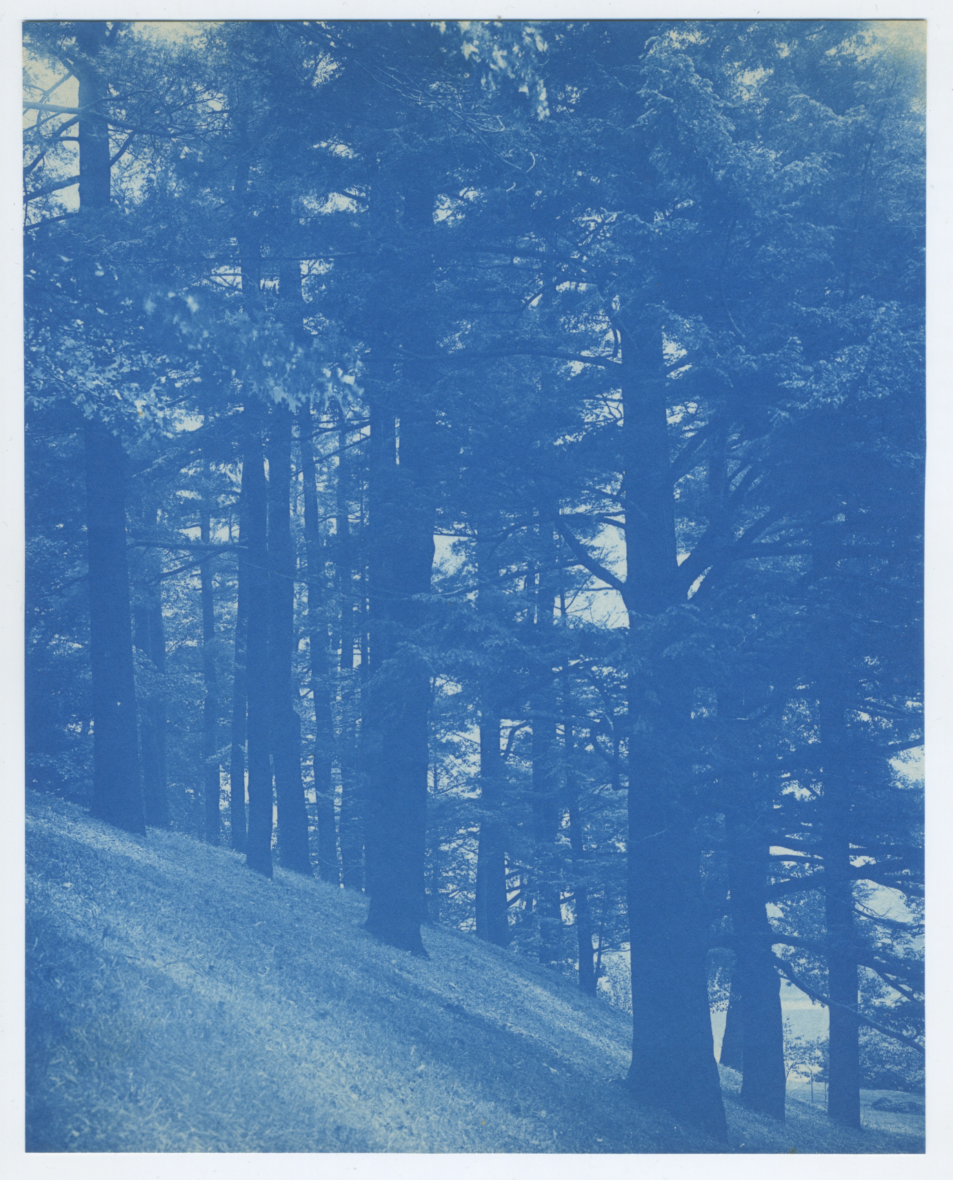 [Cyanotype] [Boston] Olmsted Park Trees, 1905