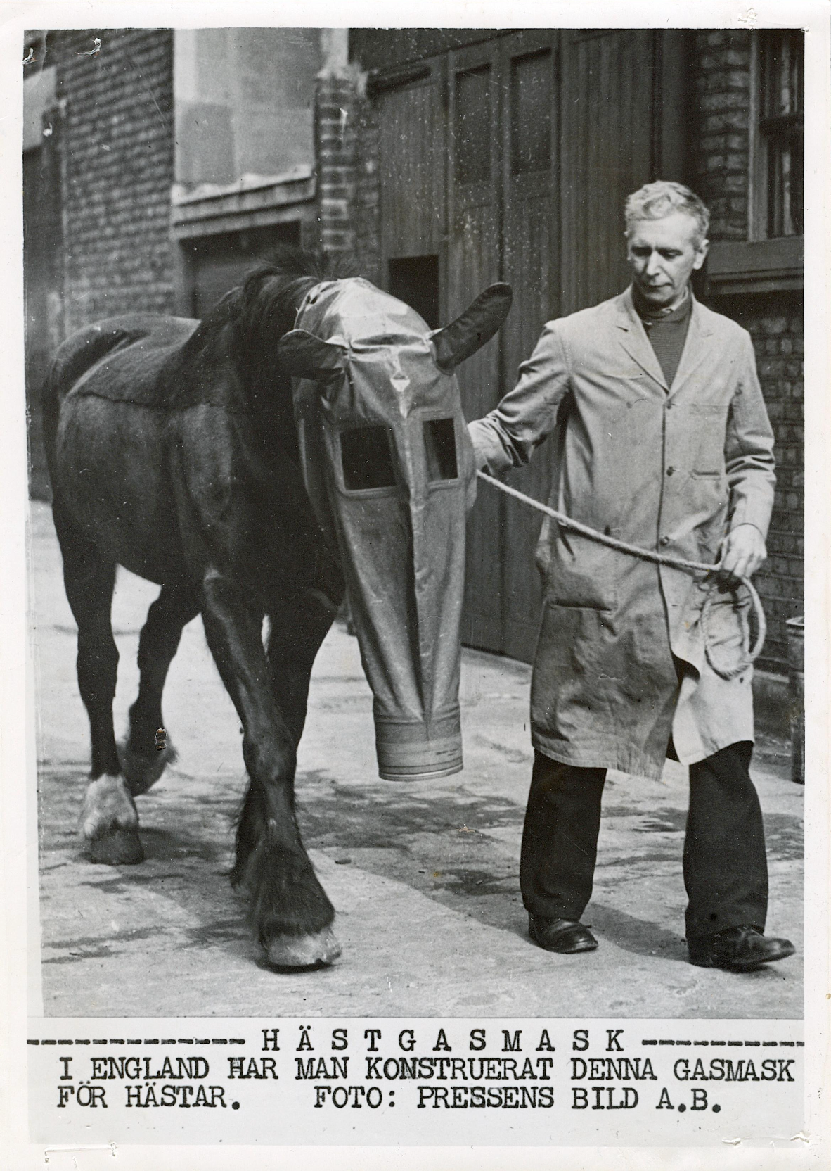 “In England, this gas mask has been designed for horses”, Sweden, ca. 1940